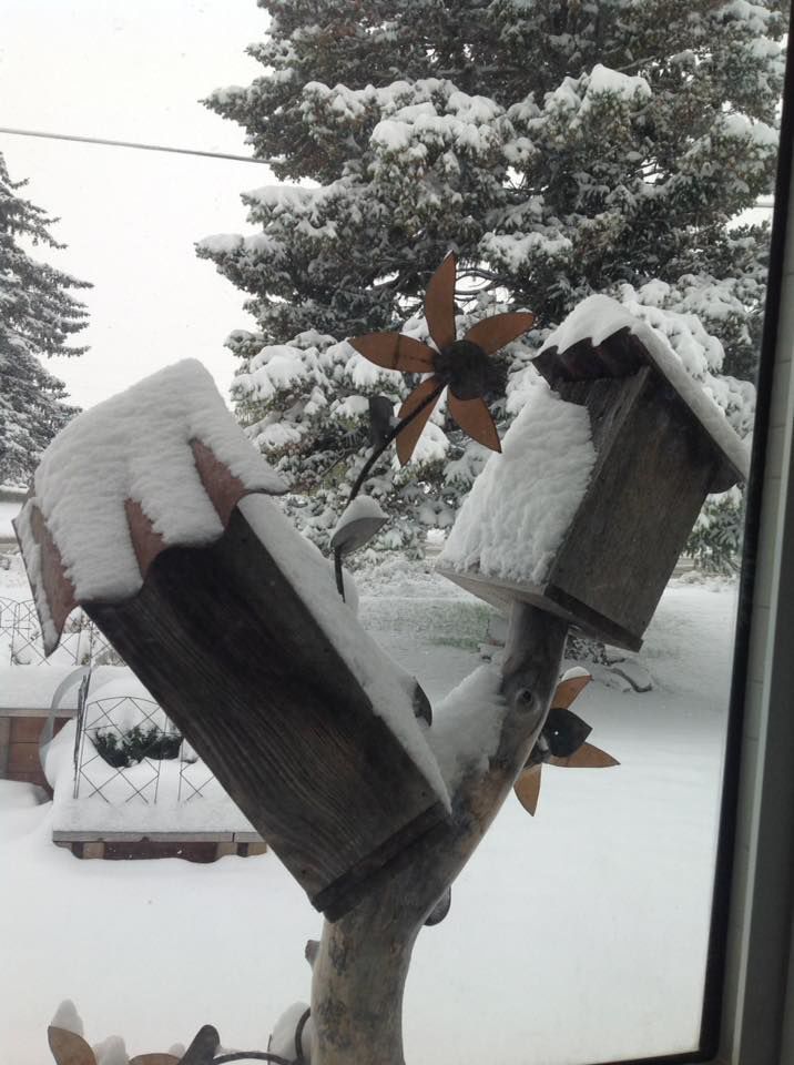 Snowy yard